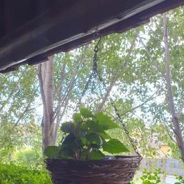 Zöld Ász , Szabadszállás - Egyéb