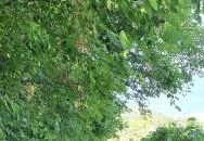 Zöldülő Terasz Hegymagas