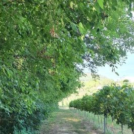 Zöldülő Terasz Hegymagas - Egyéb