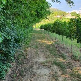 Zöldülő Terasz Hegymagas - Egyéb