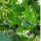 Zöldülő Terasz Hegymagas - Egyéb