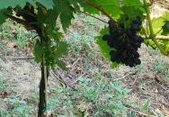 Zöldülő Terasz Hegymagas