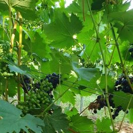 Zöldülő Terasz Hegymagas - Egyéb