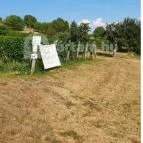 Zöldülő Terasz Hegymagas - Egyéb