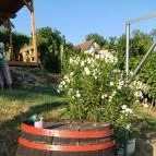 Zöldülő Terasz Hegymagas - Egyéb