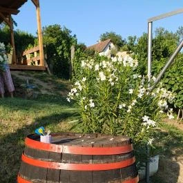 Zöldülő Terasz Hegymagas - Egyéb