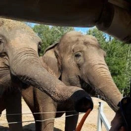 Richter Safari Park Nagykőrös - Egyéb