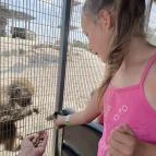 Richter Safari Park Nagykőrös - Egyéb