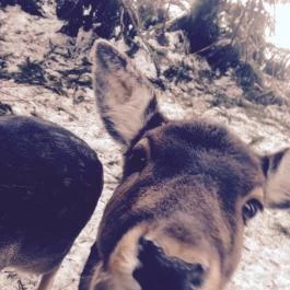 Grandhotel Galya, Galyatető - Környék