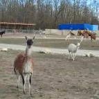 Richter Safari Park Nagykőrös - Egyéb