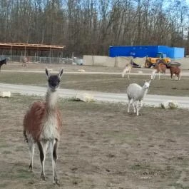 Richter Safari Park Nagykőrös - Egyéb