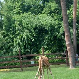 Nagyerdei Kultúrpark: Állatkert & Vidámpark, Debrecen - Egyéb