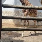 Nagyerdei Kultúrpark: Állatkert & Vidámpark Debrecen - Egyéb