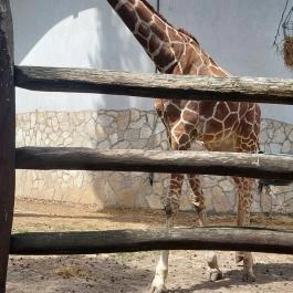 Nagyerdei Kultúrpark: Állatkert & Vidámpark, Debrecen - Egyéb