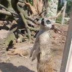 Nagyerdei Kultúrpark: Állatkert & Vidámpark Debrecen - Egyéb