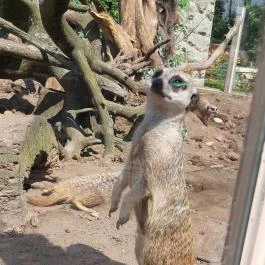 Nagyerdei Kultúrpark: Állatkert & Vidámpark, Debrecen - Egyéb