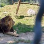 Nagyerdei Kultúrpark: Állatkert & Vidámpark Debrecen - Egyéb