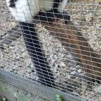 Nagyerdei Kultúrpark: Állatkert & Vidámpark Debrecen - Egyéb