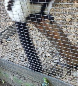 Nagyerdei Kultúrpark: Állatkert & Vidámpark