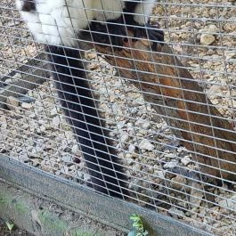 Nagyerdei Kultúrpark: Állatkert & Vidámpark, Debrecen - Egyéb