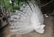 Sóstó Zoo - Nyíregyházi Állatpark Ócenárium Nyíregyháza