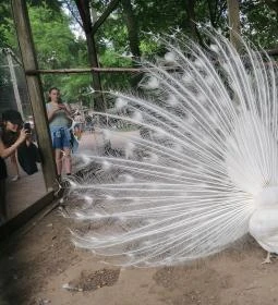 Sóstó Zoo - Nyíregyházi Állatpark Ócenárium