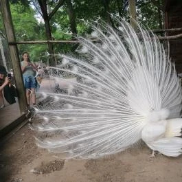 Sóstó Zoo - Nyíregyházi Állatpark Ócenárium Nyíregyháza - Egyéb