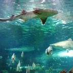 Sóstó Zoo - Nyíregyházi Állatpark Ócenárium Nyíregyháza - Egyéb