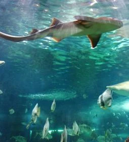 Sóstó Zoo - Nyíregyházi Állatpark Ócenárium