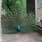 Sóstó Zoo - Nyíregyházi Állatpark Ócenárium Nyíregyháza - Egyéb