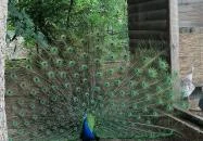 Sóstó Zoo - Nyíregyházi Állatpark Ócenárium Nyíregyháza