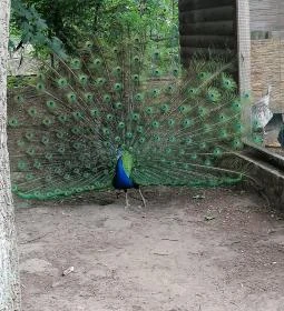 Sóstó Zoo - Nyíregyházi Állatpark Ócenárium