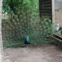 Sóstó Zoo - Nyíregyházi Állatpark Ócenárium, Nyíregyháza - Egyéb