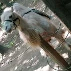 Sóstó Zoo - Nyíregyházi Állatpark Ócenárium Nyíregyháza - Egyéb