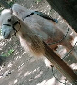 Sóstó Zoo - Nyíregyházi Állatpark Ócenárium