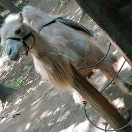 Sóstó Zoo - Nyíregyházi Állatpark Ócenárium, Nyíregyháza - Egyéb