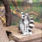 Sóstó Zoo - Nyíregyházi Állatpark Ócenárium Nyíregyháza - Egyéb