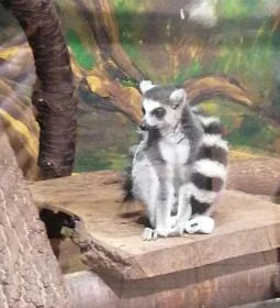 Sóstó Zoo - Nyíregyházi Állatpark Ócenárium