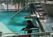 Sóstó Zoo - Nyíregyházi Állatpark Ócenárium Nyíregyháza