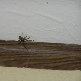 Szentesi Farm, Balatonalmádi - Egyéb