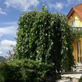 Judit Panzió Tapolca-Gyulakeszi - Külső kép