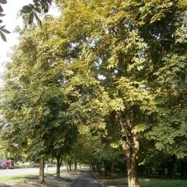 Park Hotel Gyula Gyula - Környék