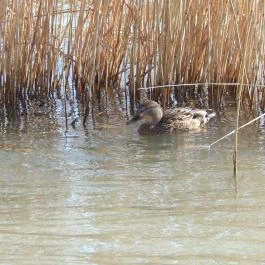 Flamingó Wellness & Konferencia Hotel Balatonfüred - Környék