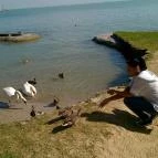 Hotel Marina Balatonfüred - Környék