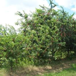 Becsky-Kossuth-Kúria, Komlódtótfalu - 