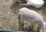 Breier Farm Bisztró Pomáz