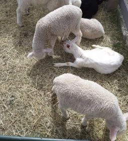 Breier Farm Bisztró