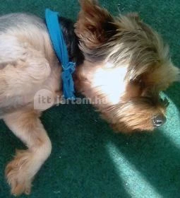 Csillagfény Vendégház