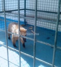 Csillagfény Vendégház