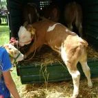 Csipke Hotel Kiskunhalas - Egyéb